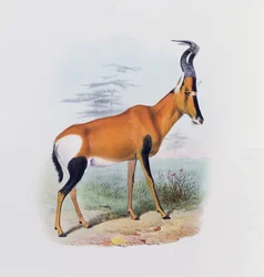 Antelope, de "O Livro dos Antílopes",